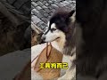 在外面玩耍的大王总是充满活力~#dog #puppies #大王 #dianxixiaoge