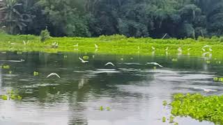 Download Lagu Birds Flying in New Gatanga Fisheries MP3 Download Lagu Birds Flying in New Gatanga Fisheries MP3