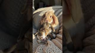 Too cute to handle! 😍 #animalshorts #cute #love #bunny