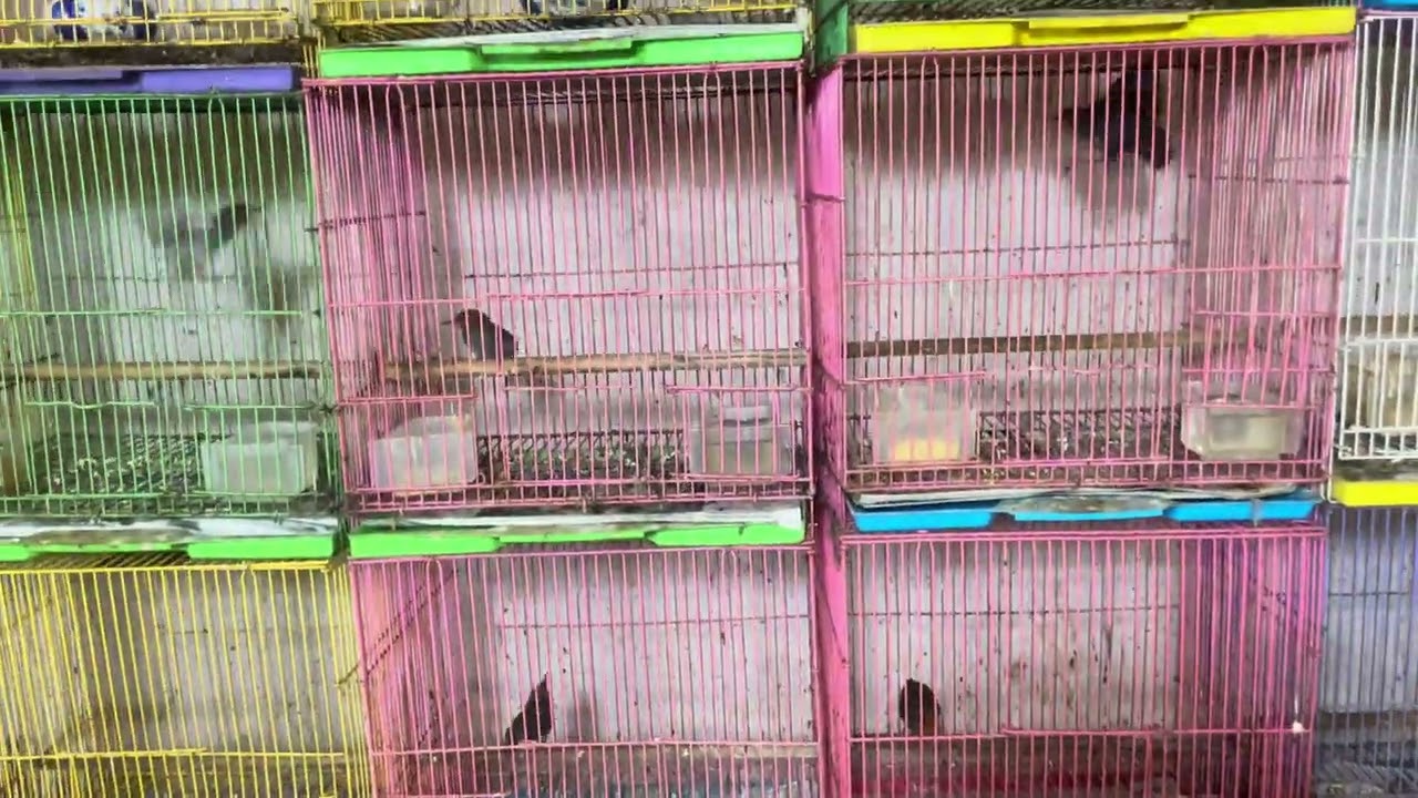 Tiếp theo 1/3 về sắc nhựt.ae lh 0909457845)Đc36 Tân Sơn phường 15 Tân Bình 