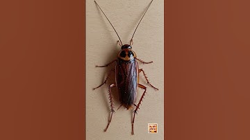 KECOA AMERIKA #curiosidadesanimales #animals #datoscurisos #facts #insecticida #insects