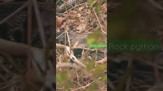 Celebrity Rock python #safari #krugernationalpark #southafrica #wildlife Wealth