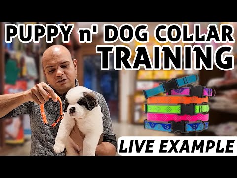 Puppy/Dog - Collar & Leash Training (Tips & Tricks) Teach Puppy to Stop Biting | Baadal