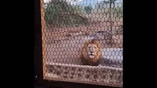 Lion Growlsnarl & Tiger Roar. Debunking A Misconception.