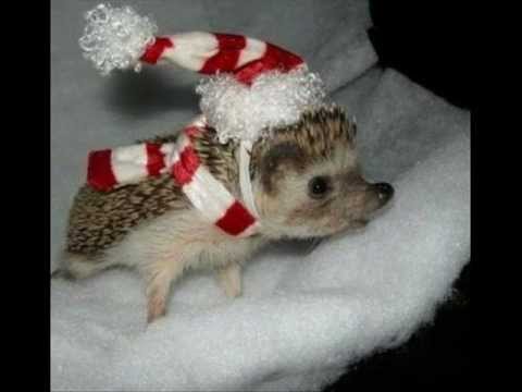 God jul Merry Christmas Feliz Navidad