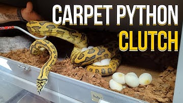 CARPET PYTHON EGGS