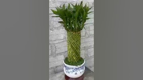 Cách tạo ra chậu phát tài siêu đẹp, siêu độc lạ chơi Tết! #phattai #cayphattai #chaucayphattai