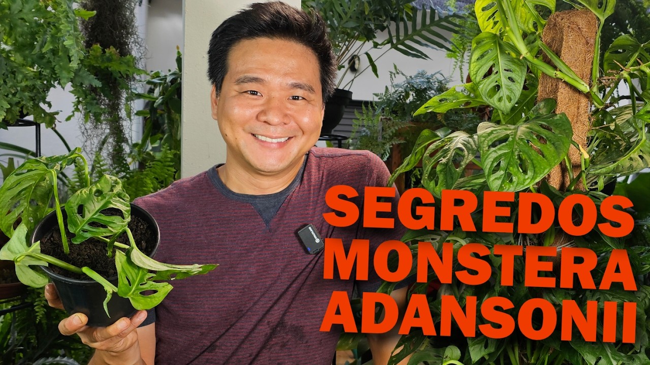 Monstera Adansonii (Costela de Eva) Aprenda a cuidar