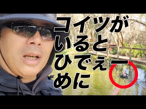 ジョネさんぽオーストラリア⑤水面に浮かび上がるのこの黒い物体はカバ！？豚！？それとも！？