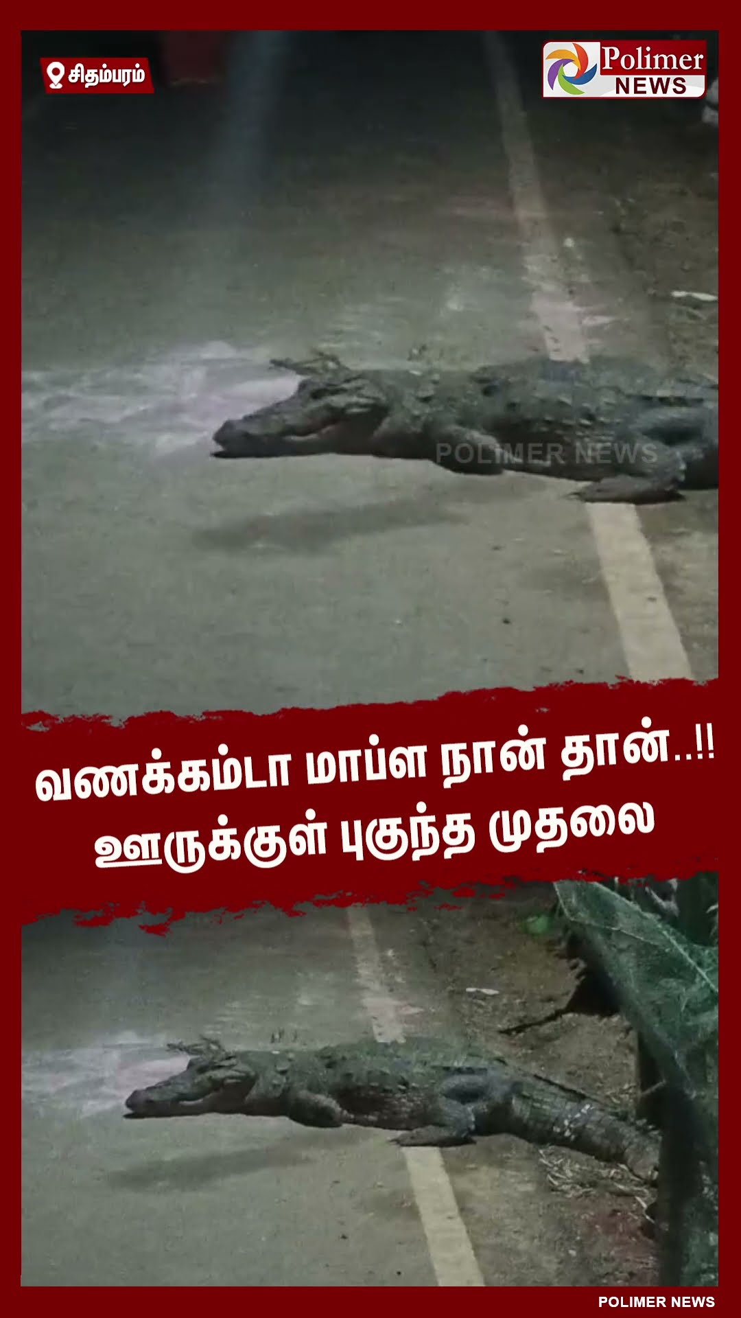 வணக்கம்டா மாப்ள நான் தான்..!! ஊருக்குள் புகுந்த முதலை..#shorts