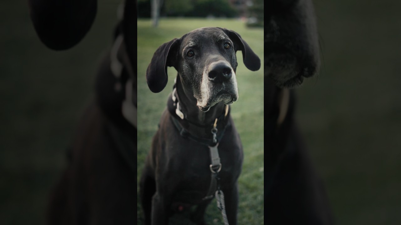 A Portrait of a random Great Dane