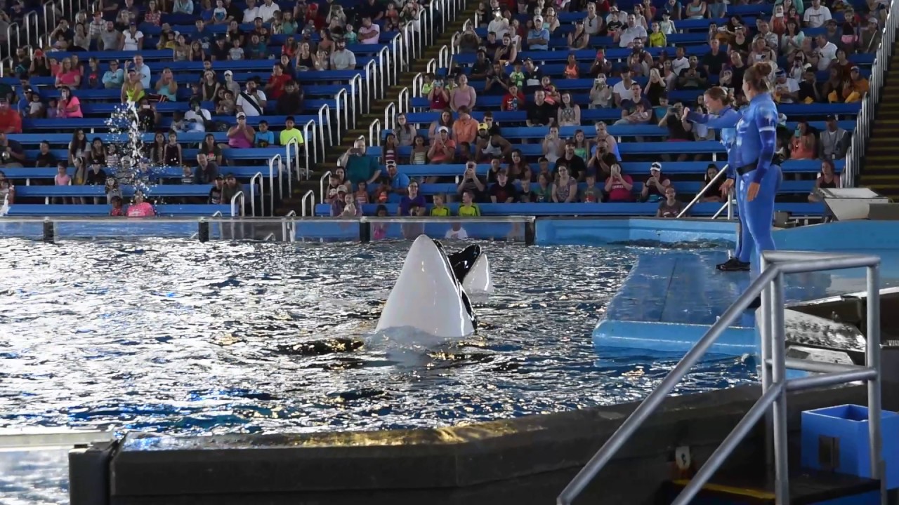 Sea World San Antonio Killer Whale Show - YouTube