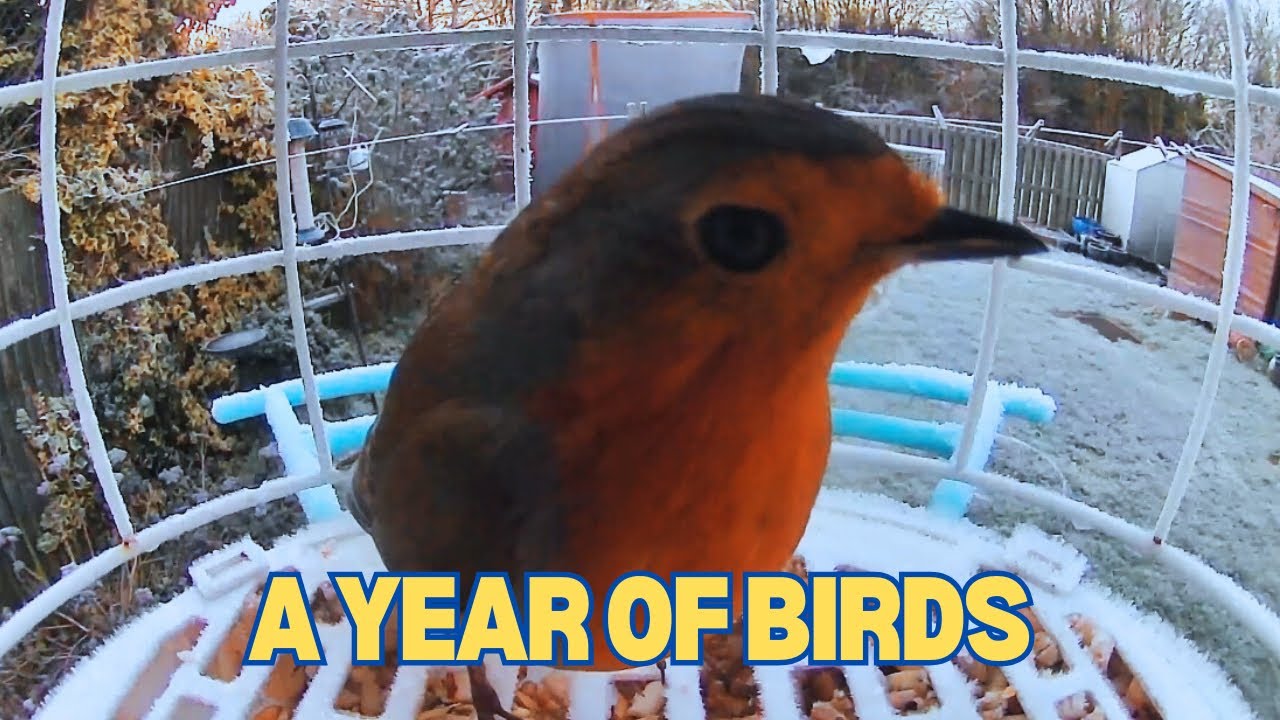 A Year of Garden birds at the bird bath, bird feeder and birds nest