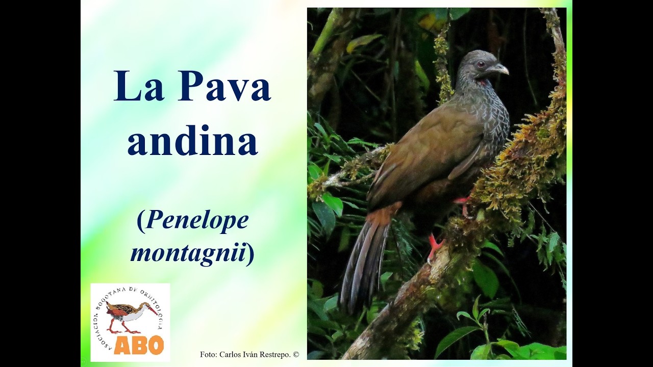 “La Pava Andina: El guardián secreto de los bosques altoandinos”