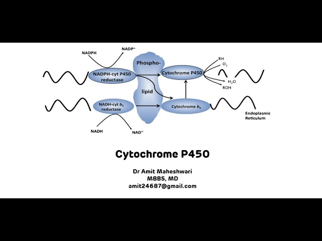mynte at forstå efterår Cytochrome P450 || Cytochrome P450 for Xenobiotic Metabolism - YouTube