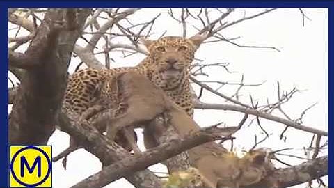 Leopard Hunt Monkey On The Tree. Amazing Lion, Jaguar, Leopard, Tiger Climb Up Tree! NAT GEO Wild