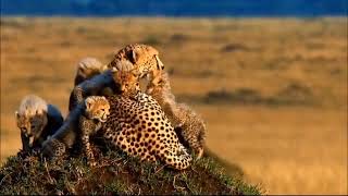 African Cats 2011 Official Trailer April 22, 2022