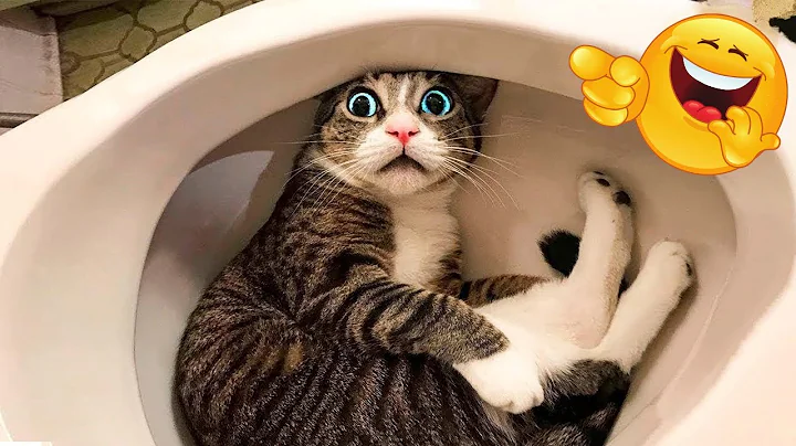 Video 10771631: hilarious cat fails, hilarious cats dogs, cat dog fail funny, funniest cats dogs, laugh compilation