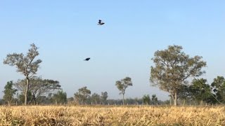 Suara burung pagi di atas sawah (Berkesinambungan)