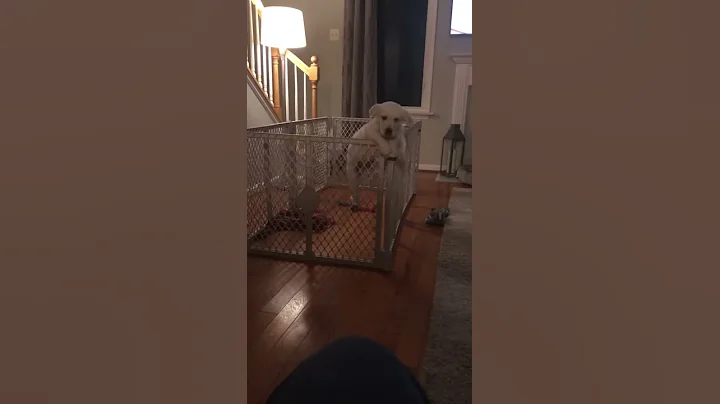 The escape artist