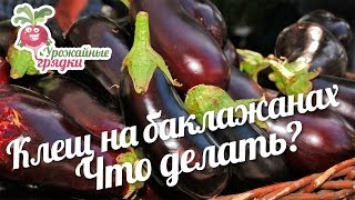 Клещ на баклажанах. Паутинный клещ: меры борьбы и профилактика #urozhainye_gryadki Клещ на баклажанах. Паутинный клещ: меры борьбы и профилактика #urozhainye_gryadki