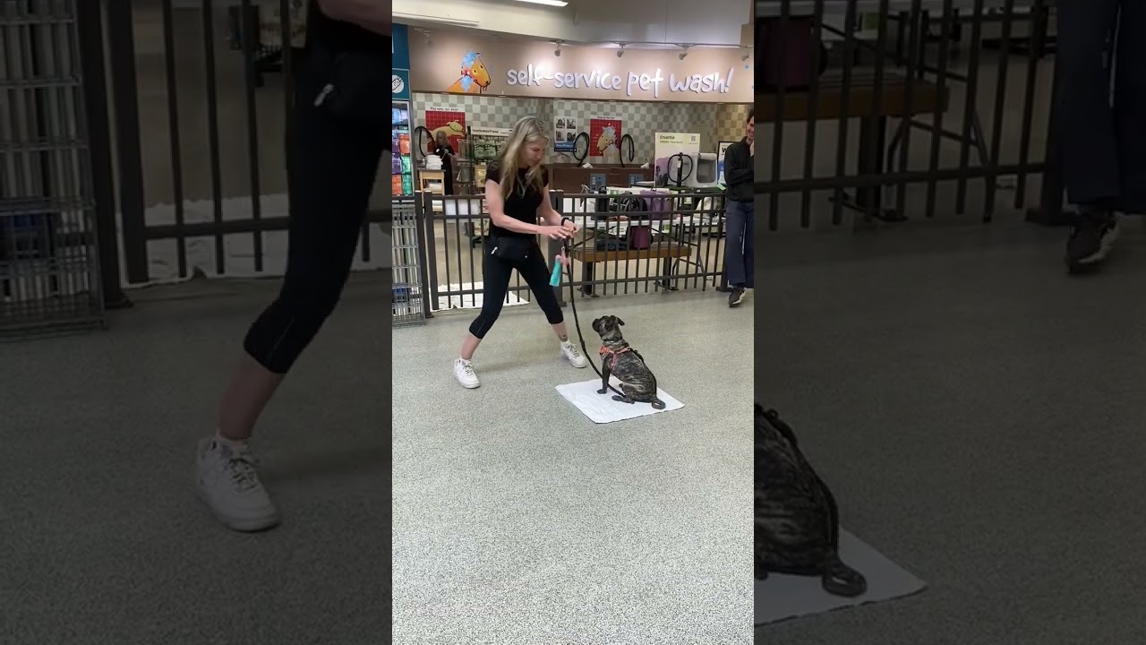 Puppy Kindergarten Class teaching 