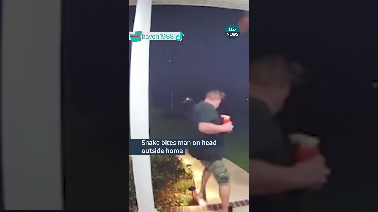 Snake Bites Man On Head Outside Home Itvnews Usa