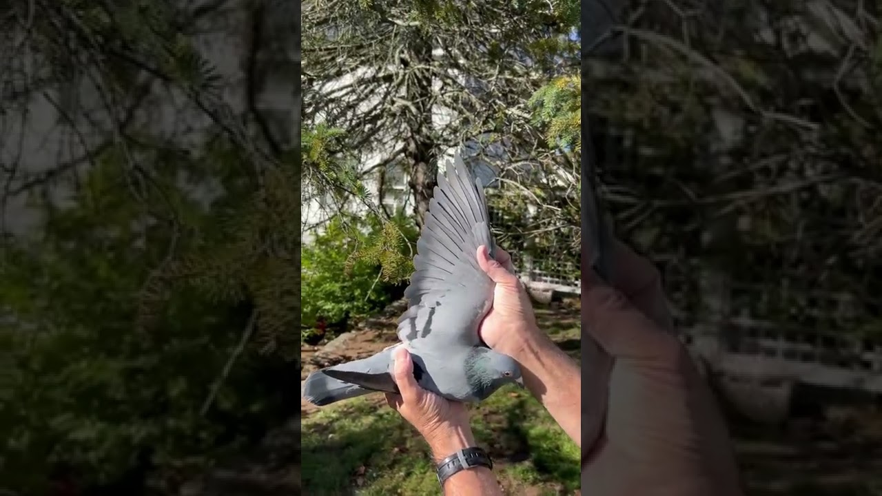 McLaughlin Lofts Pigeon Store MCLOFTS 21 669 YouTube