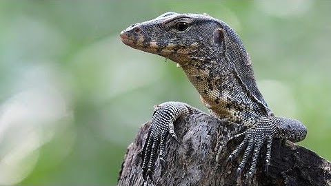 Taming My Mangrove Monitor!!!! Part 2