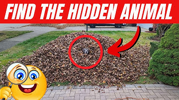 Find the Hidden Animals #12