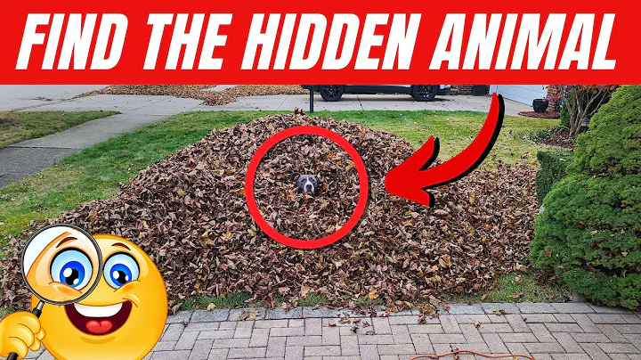 Find the Hidden Animals #12