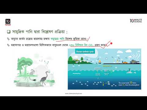 ভিডিও: কার্বন চক্রের ৩টি অংশ কি কি?