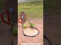 Unique Birds Trap #shorts