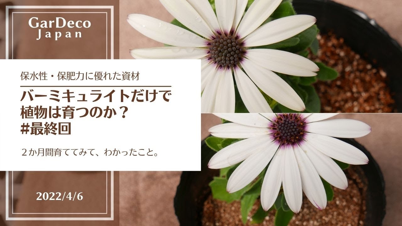 バーミキュライトだけで植物は育つのか 最終回 Youtube