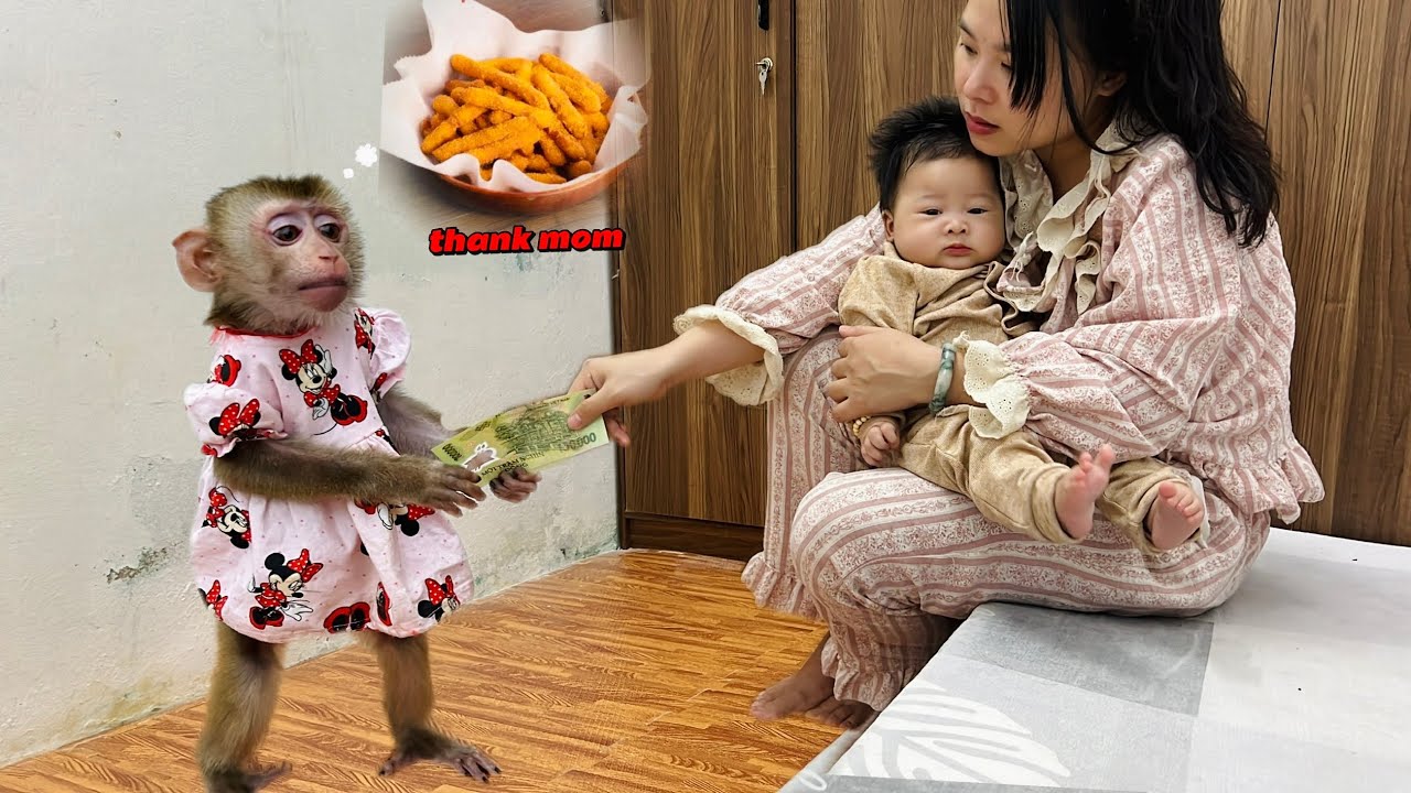Обезьянка Диана попросила у мамы денег на покупку картофельных чипсов, чтобы поесть их вместе с м...