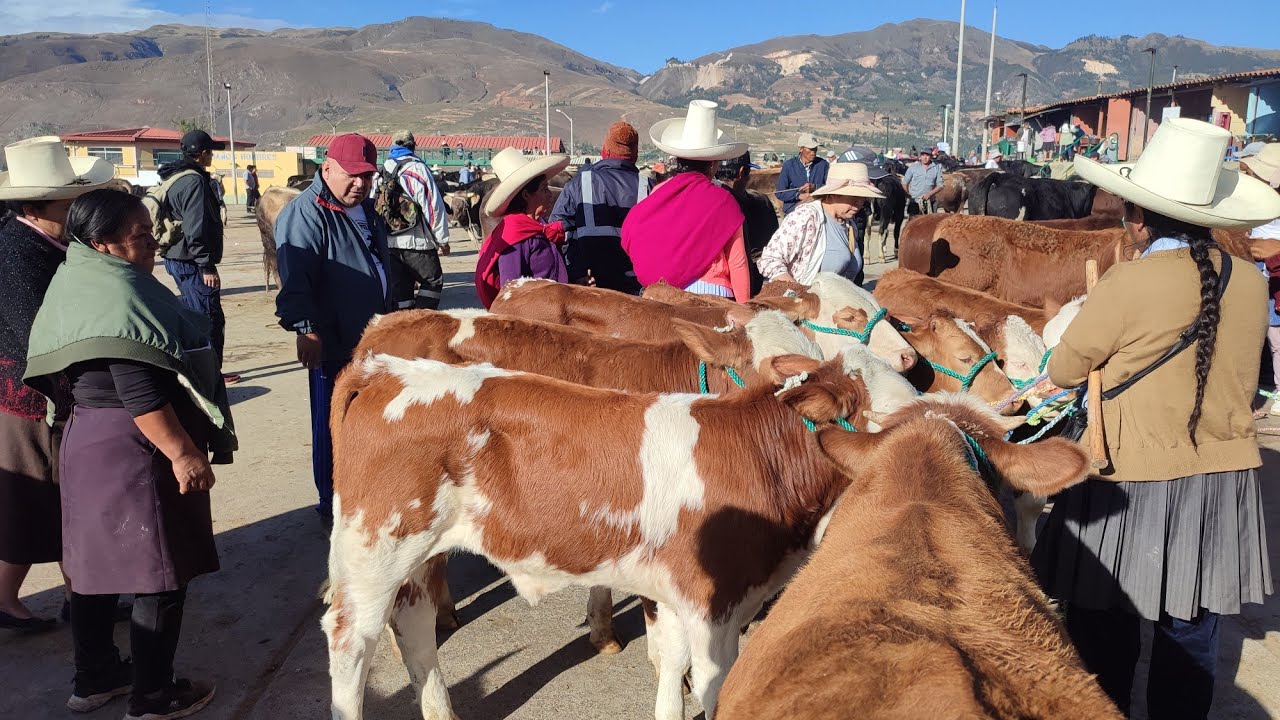 El NEGOCIO en FERIA GANADERA  MÁS grande del PERÚ 🇵🇪