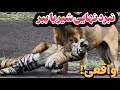 مبارزه ناهیی شیر و ببر دیگه معلوم شد کدوم قویتره ویدیو واقعیشم گذاشتم مبارزه ناهیی شیر و ببر دیگه معلوم شد کدوم قویتره ویدیو واقعیشم گذاشتم
