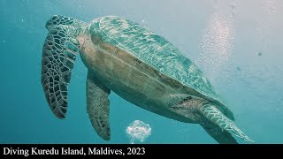 Diving Kuredu Island, Maldives, 2023