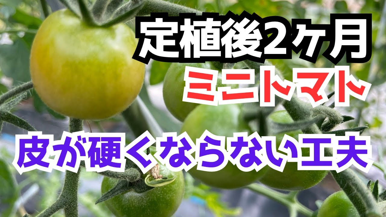2024.5.15【定植2ヶ月のミニトマト】皮が硬くならないように