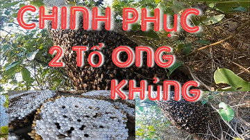 Một buổi chưa nắng nóng chinh phục 2 tổ ong cuối vụ. Thợ rừng YB Vlog