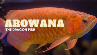 Fun & Interesting Facts About Arowana / DRAGON FISH by EARTH TRACE 4 views 1 year ago 5 minutes, 41 seconds