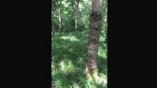 Calling a Muntjac Doe using Buttolo Caller