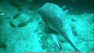 Arothron Hispidus White-Spotted Puffer