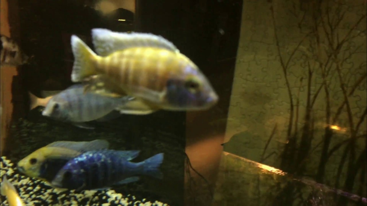 65 Gallon Peacocks + Hap Cichlid Tank Update YouTube