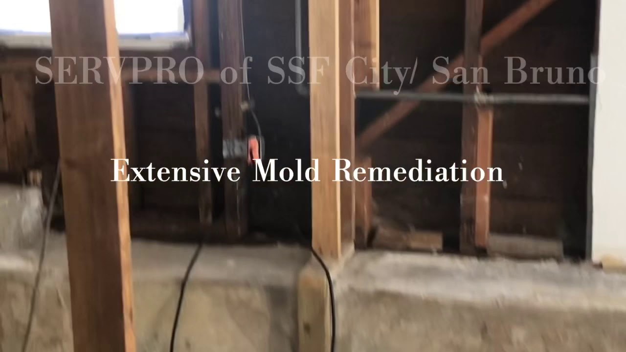 Mold Remediation YouTube