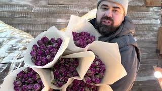 Сорт тюльпана purple pion