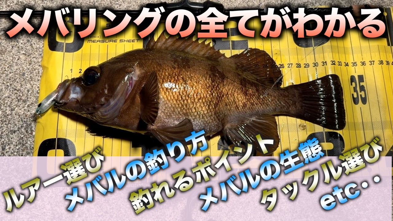 【完全保存版】メバリングの全てがここに！絶対に釣りが上手くなる！初心者から上級者まで、わかりやすく解説！