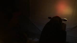 Bark buster lights