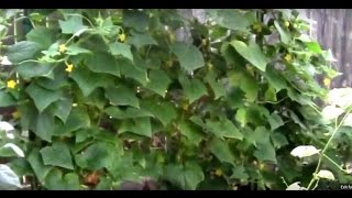 Here is a look at how cucumbers do when grown vertically. We got tons of them this summer on this trellis. I garden in zone 6b. We 