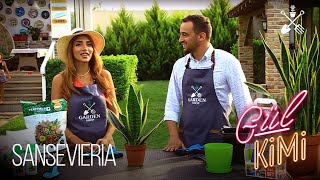 Sansevieria bitkisinin qulluq qaydaları | İlkin və Günay Aslanova | Gül Kimi